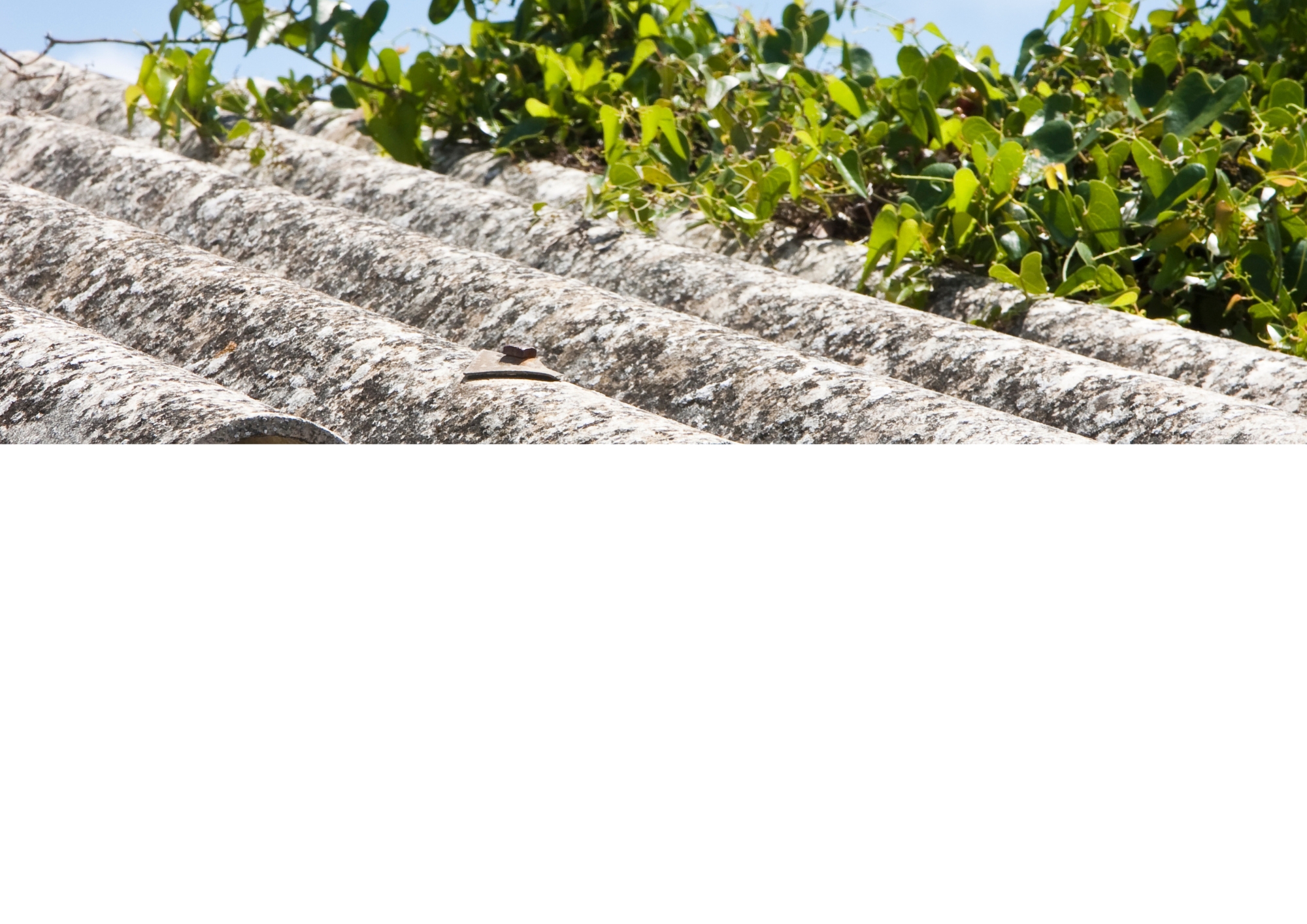 Asbestos Roof with Green leaves